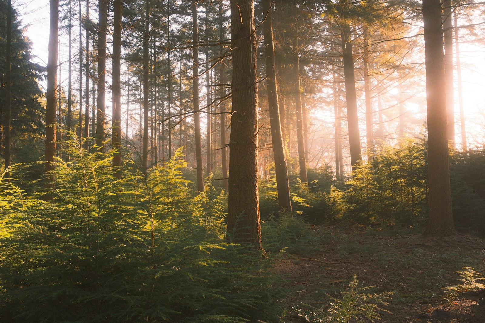 Solljus genom en grön skog